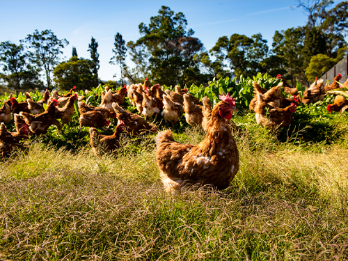 Hens out doors