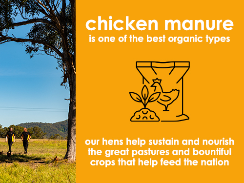 Chicken manure