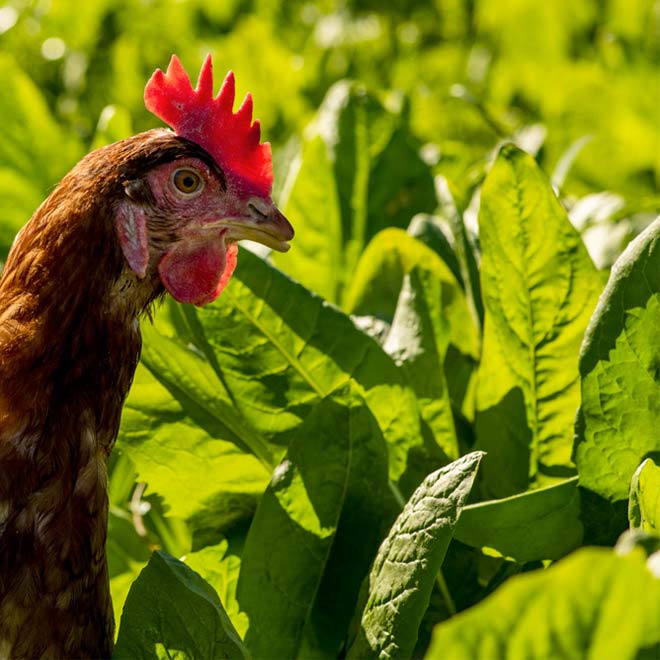 Video thumbnail pace farm hen outdoors among green leaves