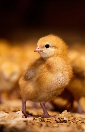 Cute new born chick