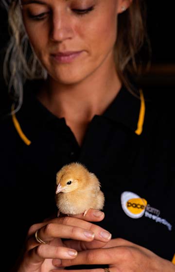 Employee delicately holding a new born chick