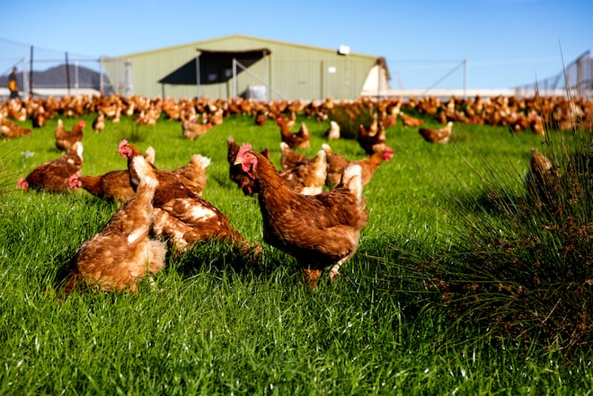 Hens in field