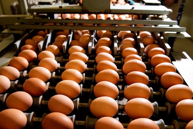 Eggs on conveyor belt