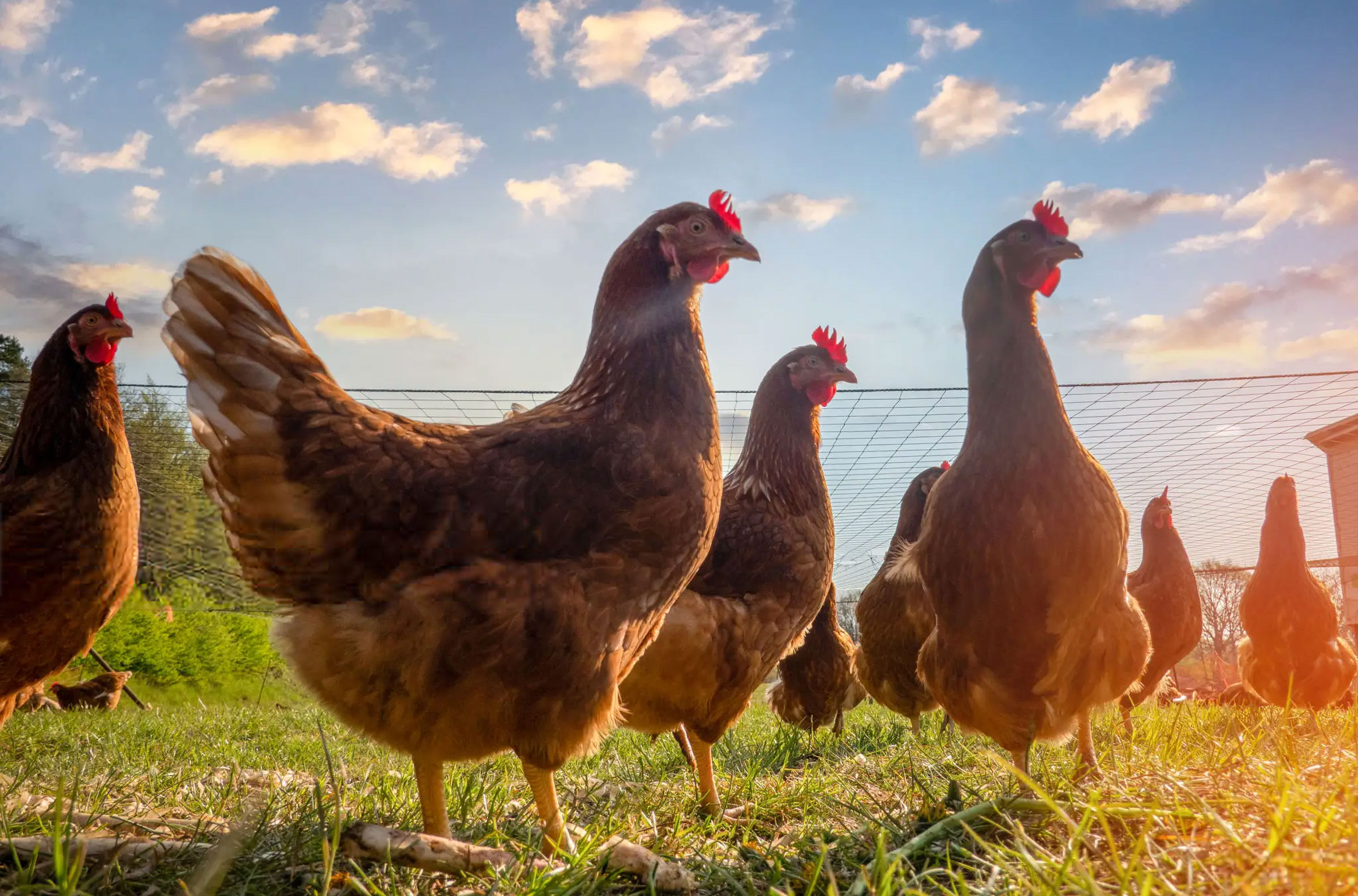 Chickens at Pace Farm Eggs